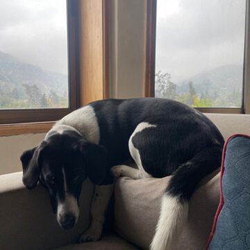 Entretención bajo techo para perros 2 Chile reprueba en bienestar animal financiero: nuevo informe de ONG revela grave omisión